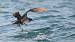 Puffin des Baléares 