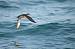Puffin des Baléares 