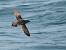 Puffin des Baléares 