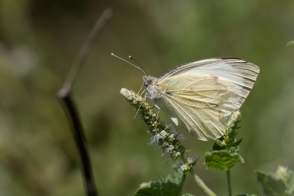 Large White  - Anne Sorbes