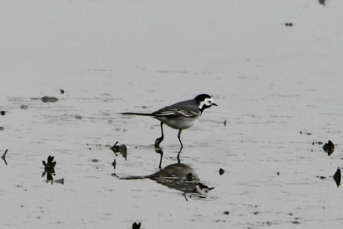 Bergeronnette grise  - Dominique Huez
