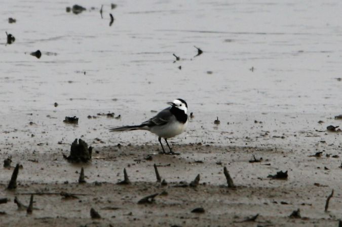 Bergeronnette grise  - Dominique Huez