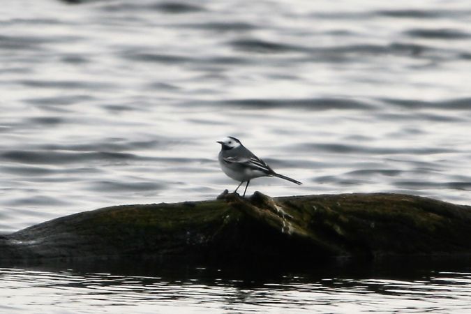 Bergeronnette grise  - Dominique Huez