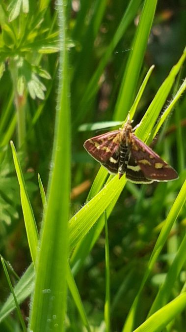 Pyrale pourprée  - Melchior Viallet