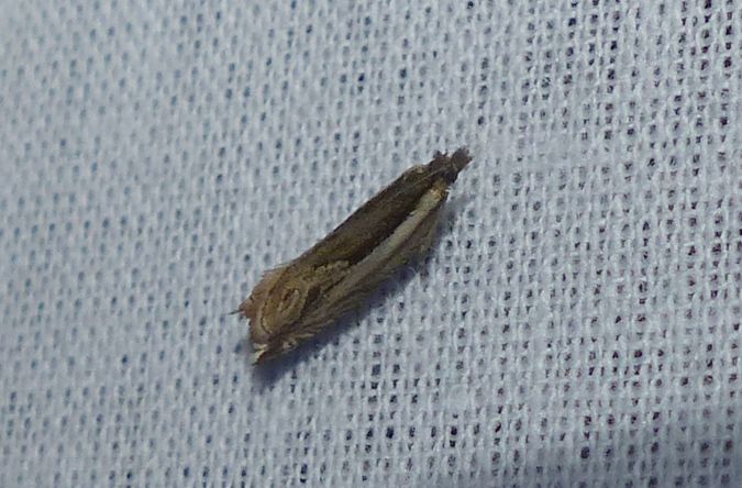Ancylis apicella 