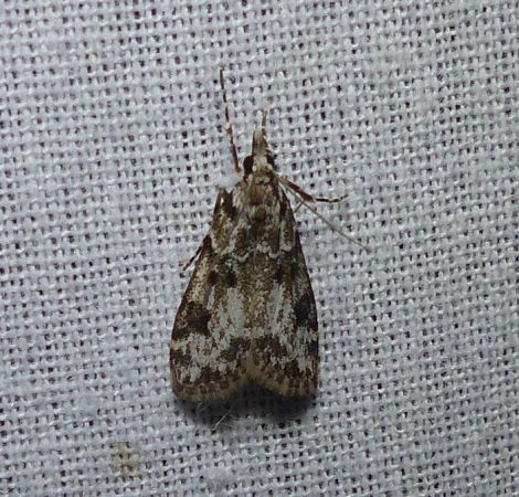 Eudonia delunella 