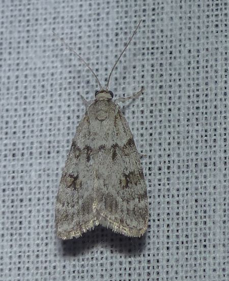 Scoparia ambigualis 