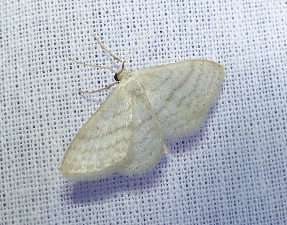 Idaea subsericeata 