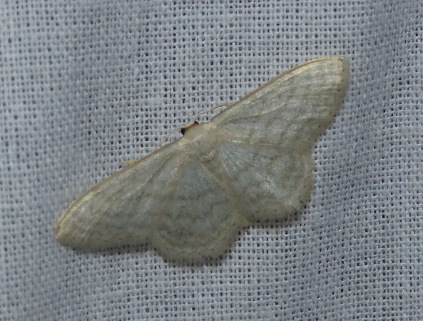 Idaea subsericeata 