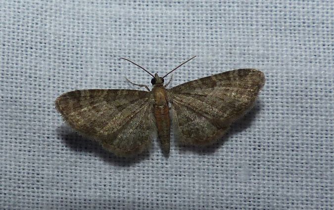 Eupithecia haworthiata 