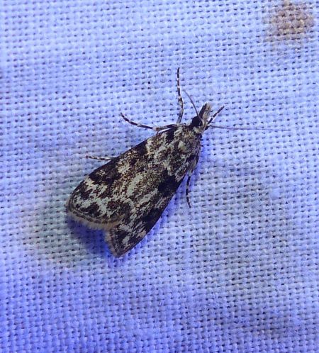 Eudonia delunella 