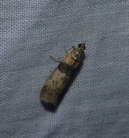 Sciota rhenella 