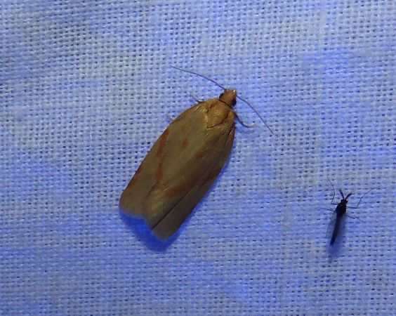 Clepsis pallidana 