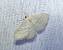 Idaea subsericeata 