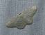 Idaea subsericeata 