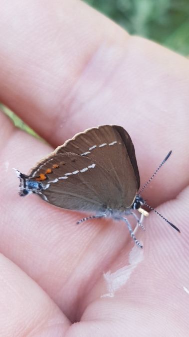 Thècle (Thécla) des nerpruns  - Melchior Viallet