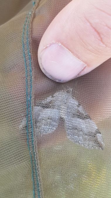 Aplocera praeformata  - Melchior Viallet
