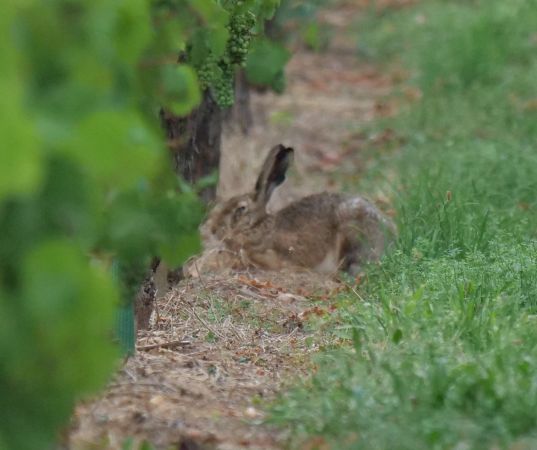 Lièvre d'Europe  - Irène et Pierre Lastère