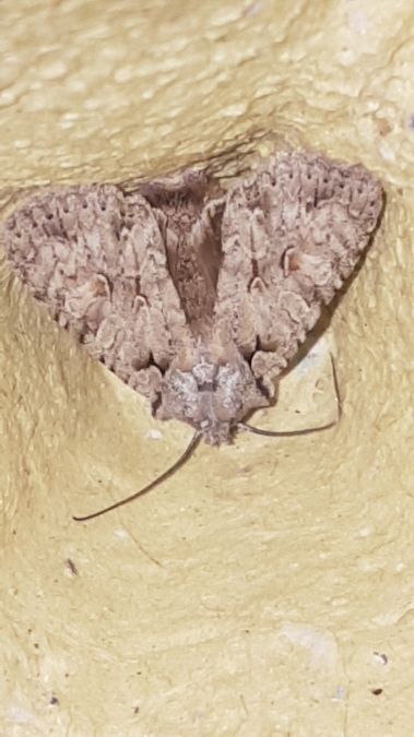 Lithophane ornitopus  - Melchior Viallet