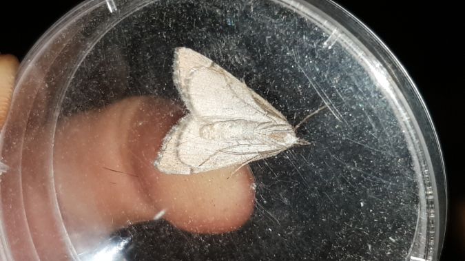 Aplocera efformata  - Melchior Viallet