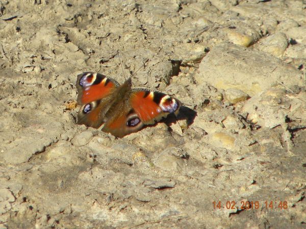Paon du jour  - Françoise Rauzieres (TGB-SSNTG)