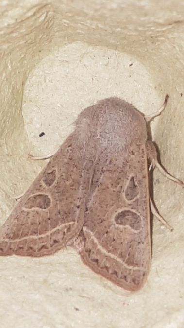 Orthosia gracilis  - Melchior Viallet