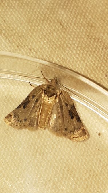 Nycteola revayana  - Melchior Viallet