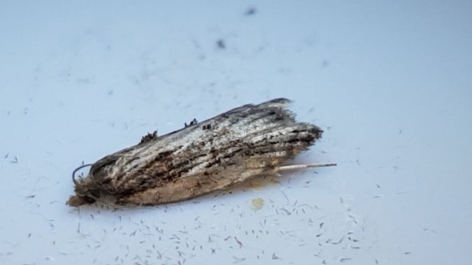 Acleris umbrana  - Melchior Viallet