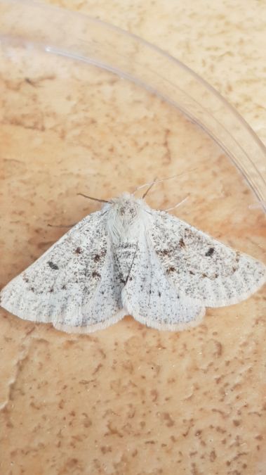 Dyscia lentiscaria  - Melchior Viallet