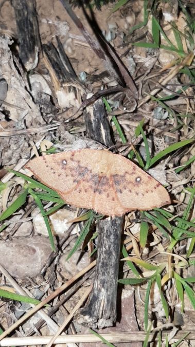 Cyclophora puppillaria  - Melchior Viallet