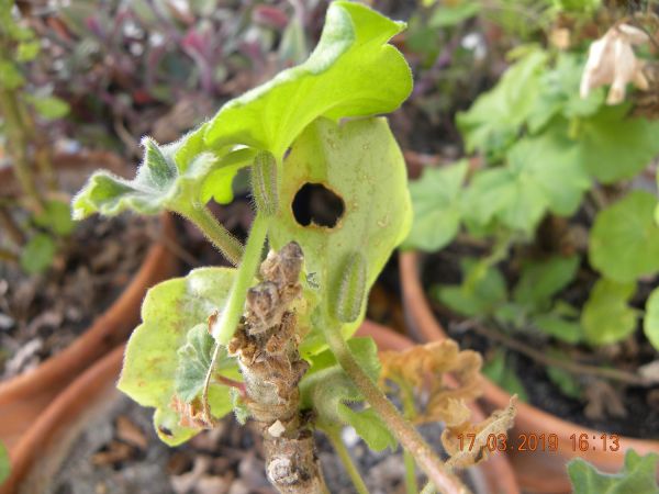 Brun des pélargoniums  - Françoise Rauzieres (TGB-SSNTG)