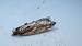 Acleris umbrana  - Melchior Viallet