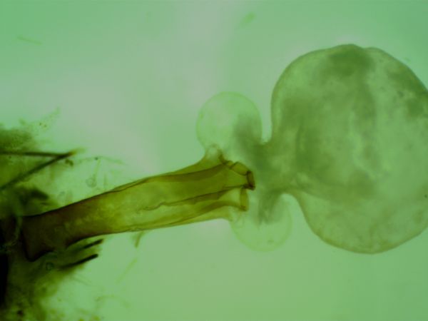 Cavernicole lustrée  - Melchior Viallet