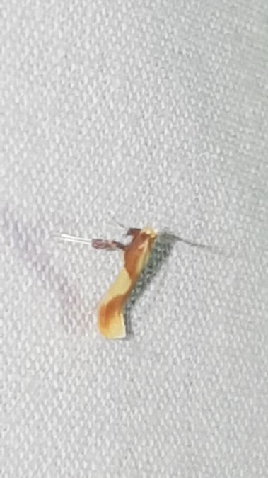 Caloptilia robustella  - Melchior Viallet