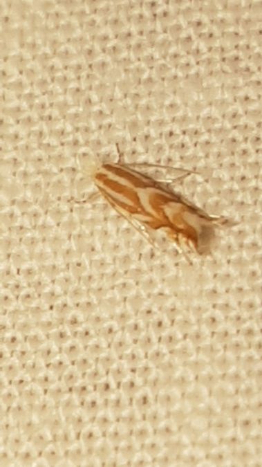Phyllonorycter distentella  - Melchior Viallet