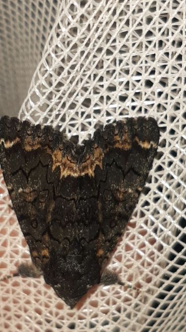 Catephia alchymista  - Melchior Viallet