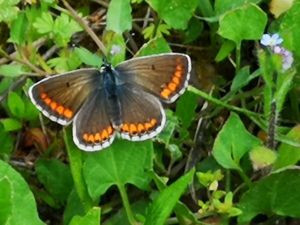 Lycaena indéterminé  - Françoise Rauzieres (TGB-SSNTG)