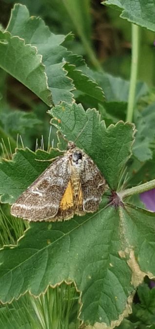 Synthymia fixa  - Melchior Viallet