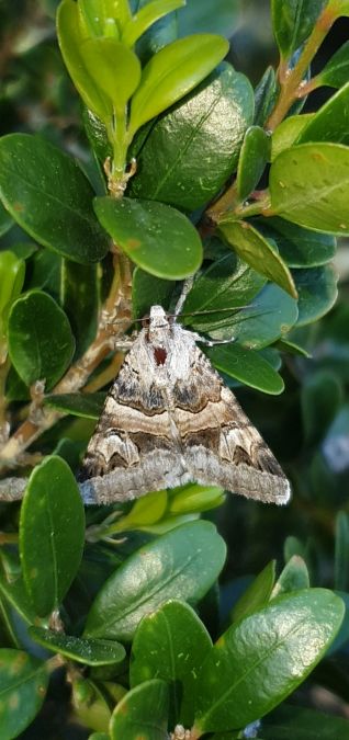 Drasteria cailino  - Melchior Viallet