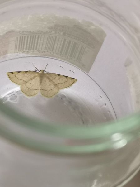 Stegania trimaculata  - Françoise Rauzieres (TGB-SSNTG)