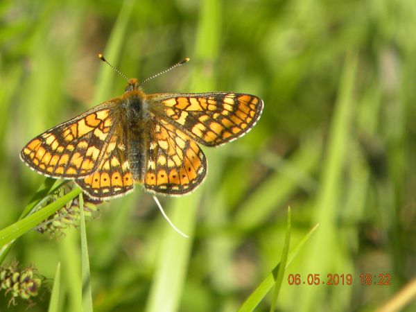 Marsh Fritillary  - Françoise Rauzieres (TGB-SSNTG)