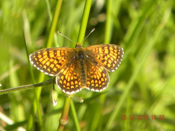 Melitaea indéterminé  - Françoise Rauzieres (TGB-SSNTG)