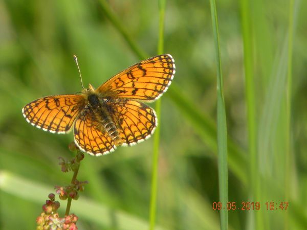 Melitaea indéterminé  - Françoise Rauzieres (TGB-SSNTG)