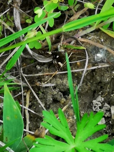 Noctuelle en deuil  - Françoise Rauzieres (TGB-SSNTG)
