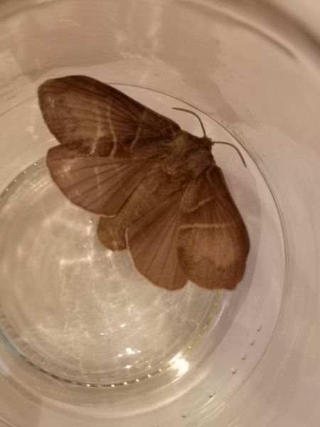 Bombyx de la Ronce  - Françoise Rauzieres (TGB-SSNTG)