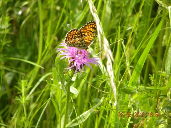 Melitaea indéterminé  - Françoise Rauzieres (TGB-SSNTG)