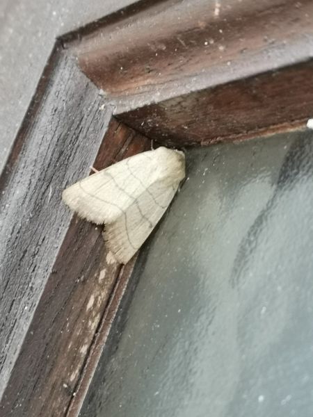 Charanyca trigrammica  - Françoise Rauzieres (TGB-SSNTG)