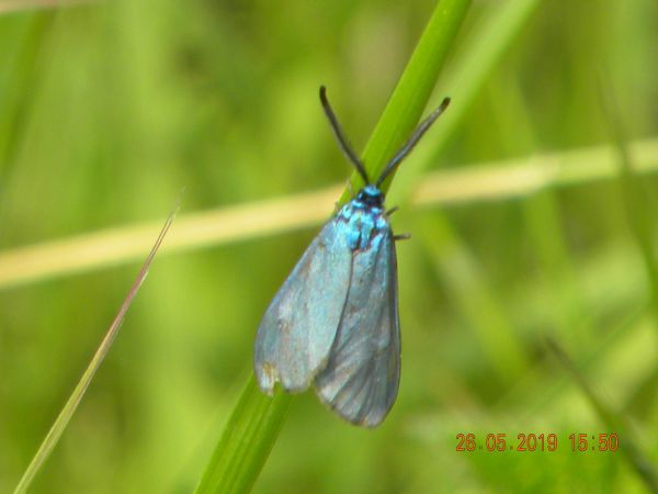 Adscita sp.  - Françoise Rauzieres (TGB-SSNTG)