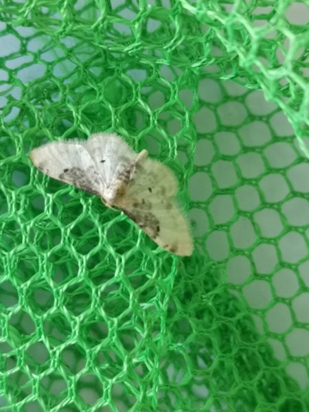 Idaea filicata  - Françoise Rauzieres (TGB-SSNTG)