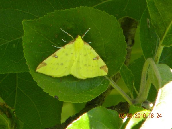 Citronelle rouillée  - Françoise Rauzieres (TGB-SSNTG)